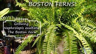 Boston Fern Care || Fern Friday