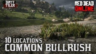 Common Bulrush Locations Red Dead Online (RDR2)