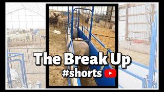 #shorts | Sheepishly Me SHORTS | Caught in a Bad Romance