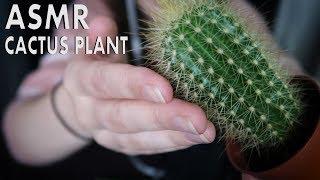 ASMR Cactus Tingles (relaxing cactus sounds for sleep) No Talking | Chloë Jeanne ASMR