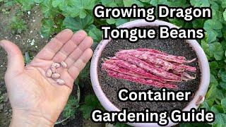 Growing Dragon Tongue Beans: Container Gardening Guide #beans #bean #gardening #containergardening