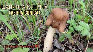Шапинка конічна (Verpa conica), пізнаємо разом Грибний путівник №1 #грибалка #грибочки #грибоманія