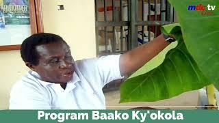 MDC TV ii PROGRAM BAAKO KY'OKOLA ll   WITH    Kamanyire  Margret