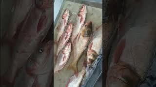 Silver Carp Fish at the Market | Fresh Catch by Fishermen #fincutstv #Fin Cuts TV #fish