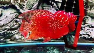 Top 3 Beautiful Red Kamfa Flowerhorn Cichlids | Flowerhorn Boss