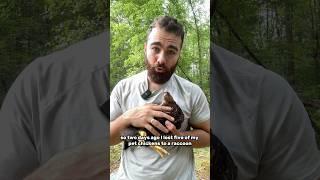 A fox killed 7 more of my chickens