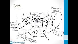 Neurology Step 1 — Brainstem — Boards and Beyond