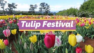 Tulip Festival Tesselaar Silvan VIC Australia | Фестиваль Тюльпанов Австралия 2022