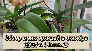 Обзор моих орхидей в октябре 2024г.( Часть 2)#обзор#орхидеи#original#plants#orchid