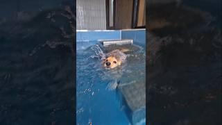 수영 좋아하는 닥스훈트 말랑이 ️ 수영천재 강아지 #dachshund #dog #shorts