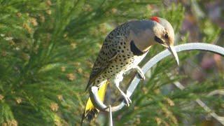 Birds of Central Maryland - Part 1