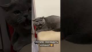 злой британец/агрессивный котик