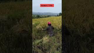 Our life as a farmer. Hard work, dedication and resilience. #farmers