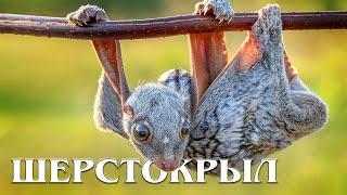 Шерстокрыл: Лучший парашютист | Интересные факты про шерстокрылов