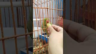 parrot is eating grape/bird videos compilation/try not to laugh#shorts#foryou