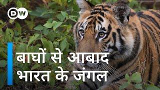 भारत में बढ़ रही है बाघों की आबादी [India's tiger population bounces back]