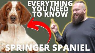 3 FASCINATING FACTS ABOUT THE SPRINGER SPANIEL