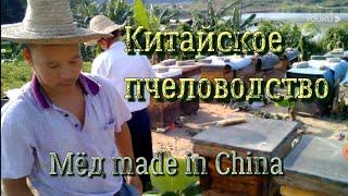 Китайское пчеловодство. Мёд made in China!