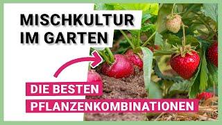 Welche Pflanzen vertragen sich? – Mischkultur im Garten