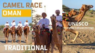 Traditional Camel Race || Oman