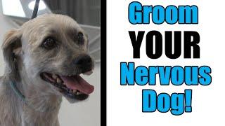 How To Groom A Nervous Dog | Pro Grooming Tip!