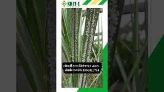 Sugarcane Farming | Sugar |mealybugs| ऊस शेती #sugarcane #agriculture #farmer  #shetkari #sheti #us