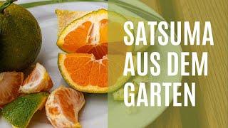 Entdecke die Saftigkeit der Satsuma Frucht