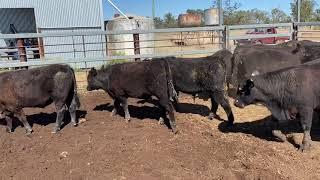 Corack Eu Angus steers 17/9/21