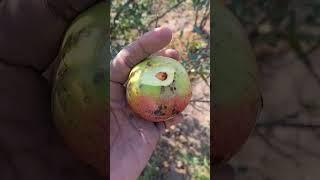 Green pomegranate in my farm #farming #pomegranate