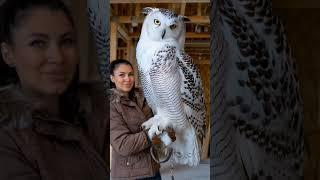 The magnificent giant owl #shorts