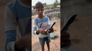 I bought new pigeon | in tamil | tamil pigeon |