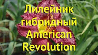 Лилейник гибридный Американ Революшн. Краткий обзор, описание hemerocallis American Revolution