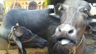 animal video | buffalo video | Village animal #baffalo #cow #animals #animalsounds #animalsvideo