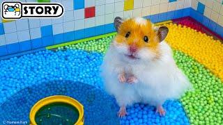  Hamster Escapes the Rainbow Ball Pool Maze  Homura Ham Pets