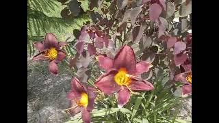 Daylilly on flowering - Dark red - Hemerocallis American Revolution - 2021 - Brigadier Ka Bagh