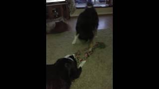 Dog tug of war