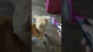HARTZ, Groomer's Best Small Slicker Brush for Cats and Small Dogs