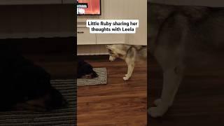 Thoughts of a dog #puppy #funny #dogfriendship #huskyworld #huskyworldwide #huskyindia #huskylovers