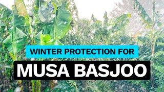 How to Protect Musa Basjoo Banana Plants for Winter UK - A Quick Guide