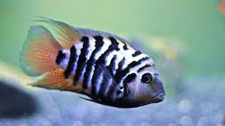 Get Convict Cichlids. Here's Why.