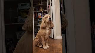 Nic is waiting for dinner #cockerspaniel #dogs #Nic