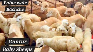 Pure Guntur mende available in Hashmatpet | Palne wale Guntur baby sheep's in old bowenpally Sec