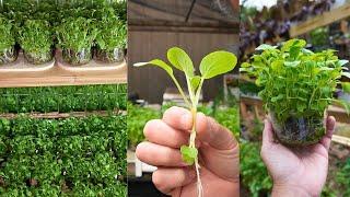 STOP Growing Microgreens in Plastic! Use Glass Containers!