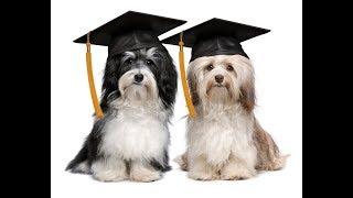Pet hotel and dog daycare