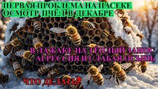 Первая ПРОБЛЕМА НА ПАСЕКЕ ОСМОТР АГРЕССИВНЫХ ПЧЁЛ ЗИМОЙ В ДЕКАБРЕ В ЛЕЖАКЕ есть СЛАБАЯ ОСЫПЬ ️