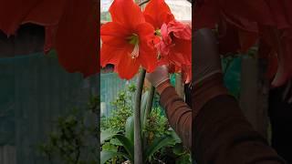 "You’ve Never Seen Amaryllis This Beautiful! "