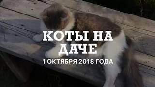 / КОТЫ на ДАЧЕ / ч. 1 /