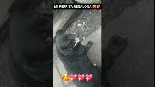 mi perrita regalona 