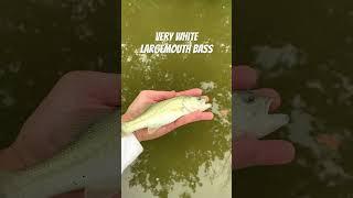 Ultra White Largemouth Bass! #shorts #nature #fishing #angler #outdoors