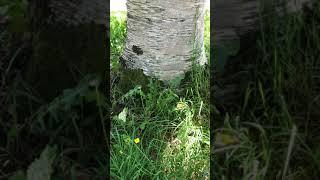 Himalayan birch - base of trunk & grass - June 2021